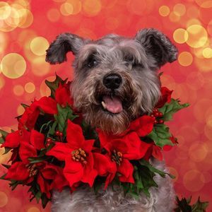 Meet your Posher, Frances